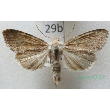 Parastichtis suspecta (Hübner, 1817) Czech29b